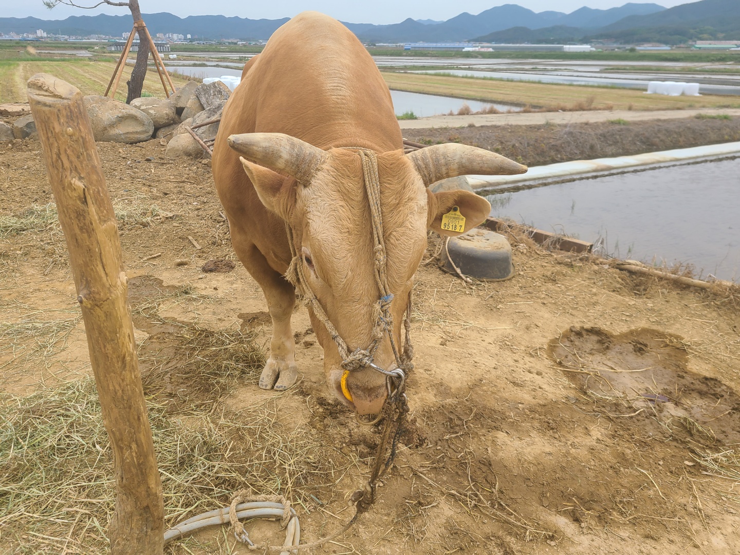 소 사진