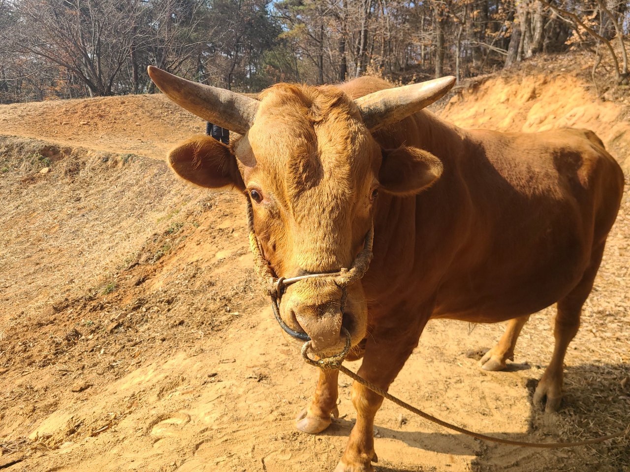 소 사진