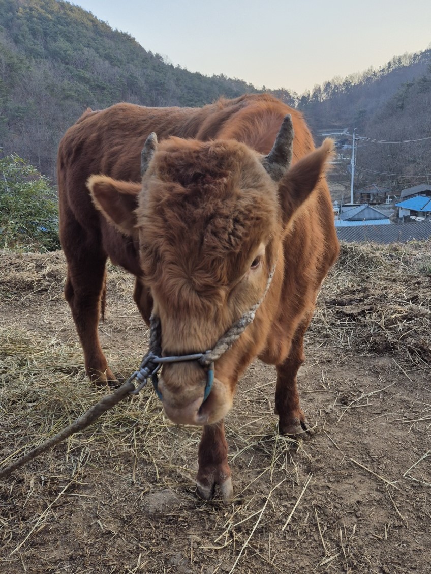 소 사진