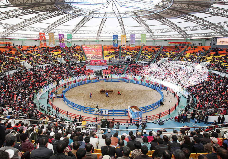 청도 소싸움 현장