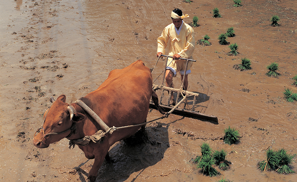 소와 우리 문화