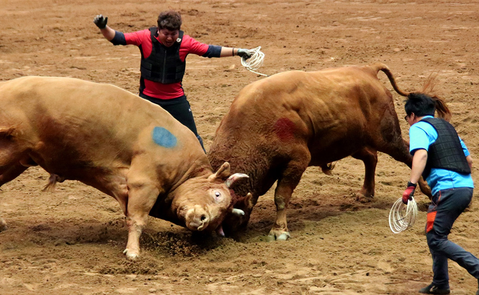 소싸움 경기 모습