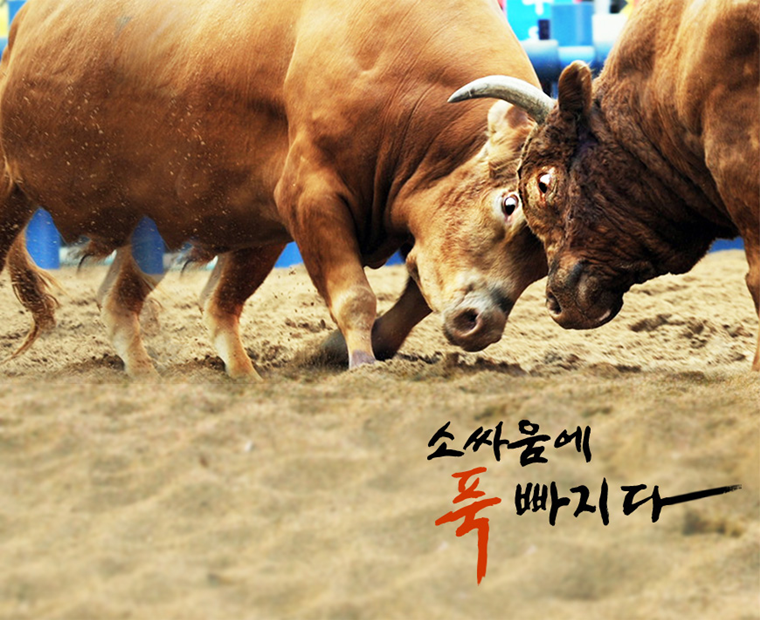 소싸움에 빠지다