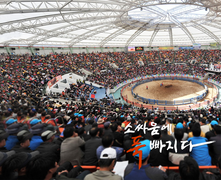 소싸움에 빠지다(2)