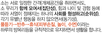 소는 서로 일정한 간격(개체공간)을 취하면서도, 소 무리가 함께 모여서(집단성), 힘과 나이 및 경험 등에 따라 서열이 정해지는 하나의 사회를 형성하고(순위성), 각기 유별난 행동을 하지 않으면서(동기성), “풀듣기→반추→휴식(피부손질, 놀이, 수면)”이라는 하루의 방목리듬을 규칙적으로 유지하면서 생활을 합니다.